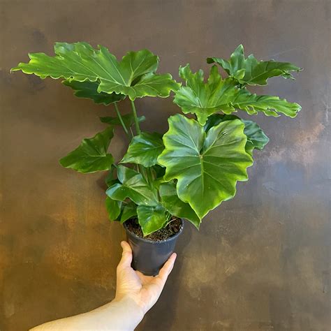 philodendron for sale online